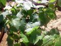 2010 05 24 jeanmarcperfetti.com 060.JPG